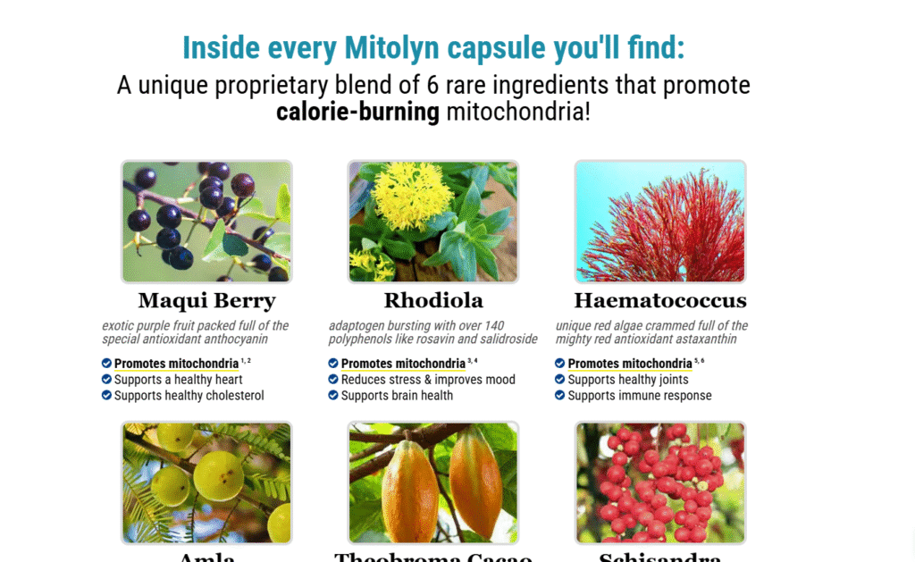 mitolyn ingredients 